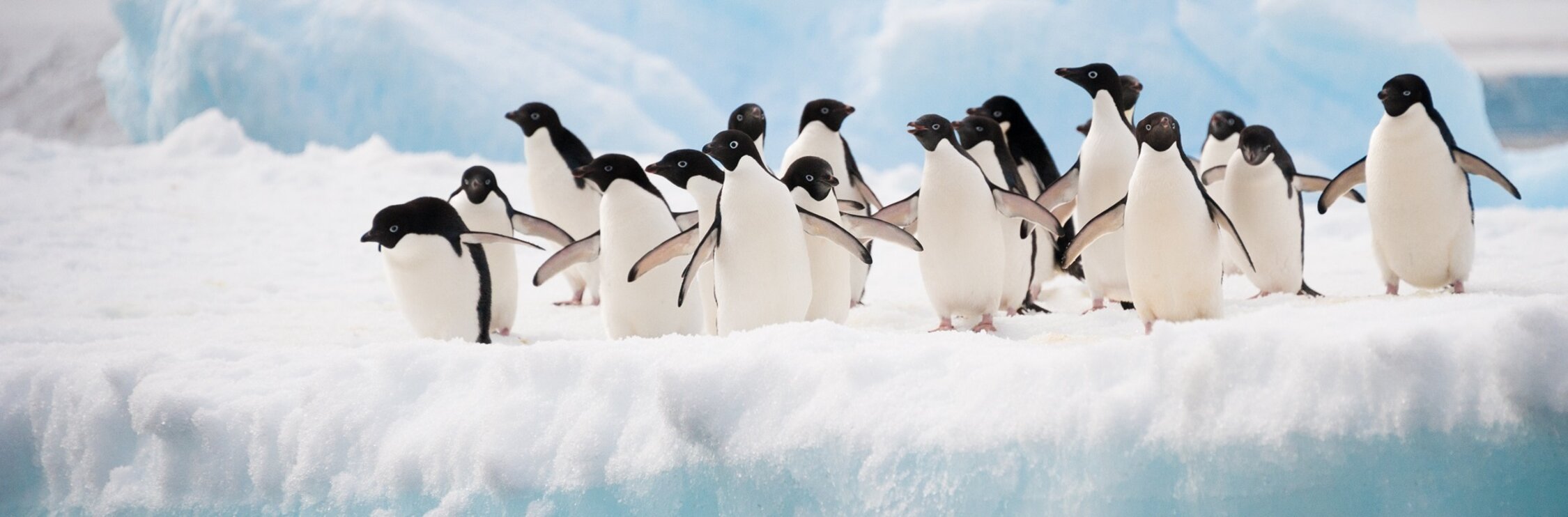 Pinguine und Antarkis